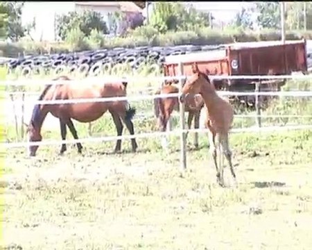 Alcea des Trillers PRE x trakehner 2010