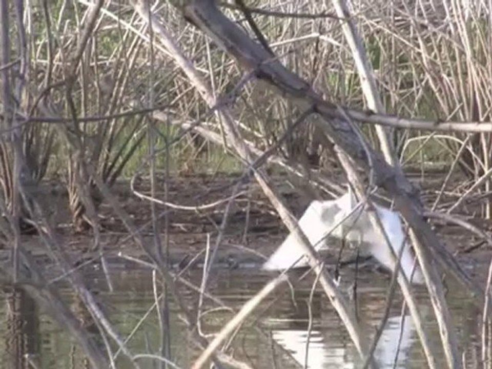 Great White Heron Flying, video white egret flying, birds