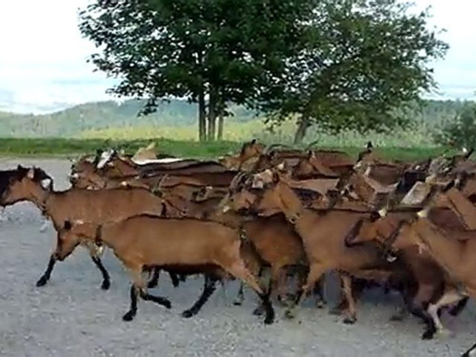 Auberge du Ballon, la rentrée des chèvres (Vosges)
