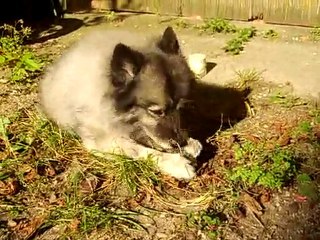 Spitzy s'amuse avec la sourie des chats :)