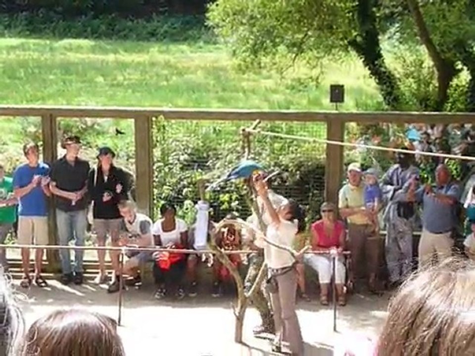 Spectacle de perroquet au zoo de Pont Scorff du 19/08/2010