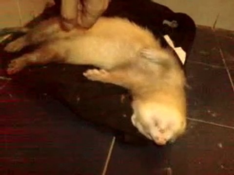 Viens jouer avec Mr Patate