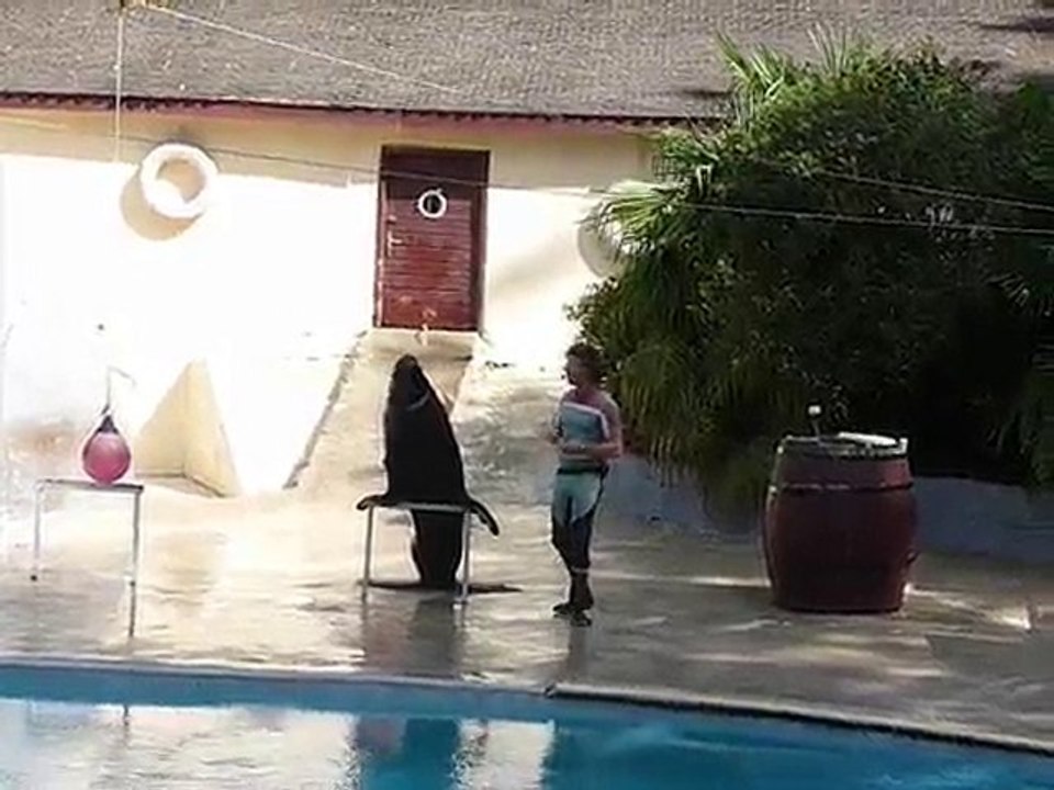 Spectacle d'otaries au zoo de pont scorff du 19/08/2010