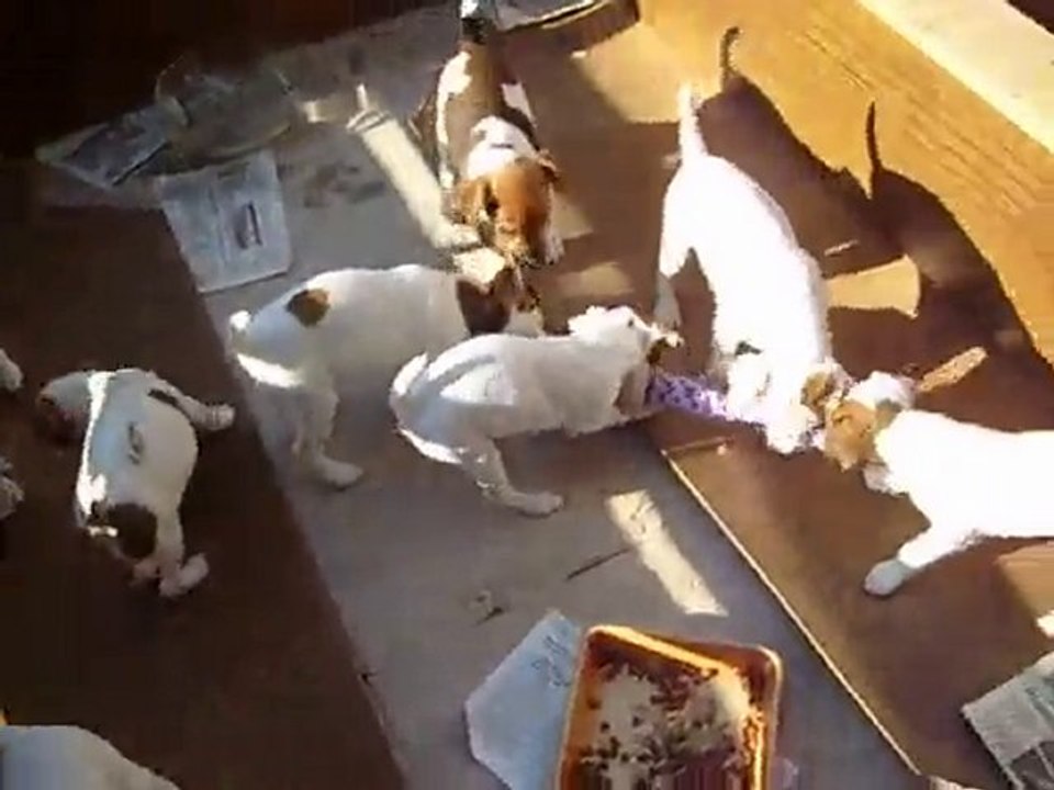 portée de Bacchus et Vitamine (type Parson Russel X Fox T.)