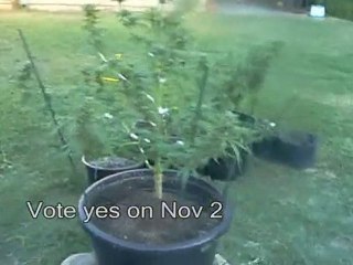 Super Cropping Cannabis #6