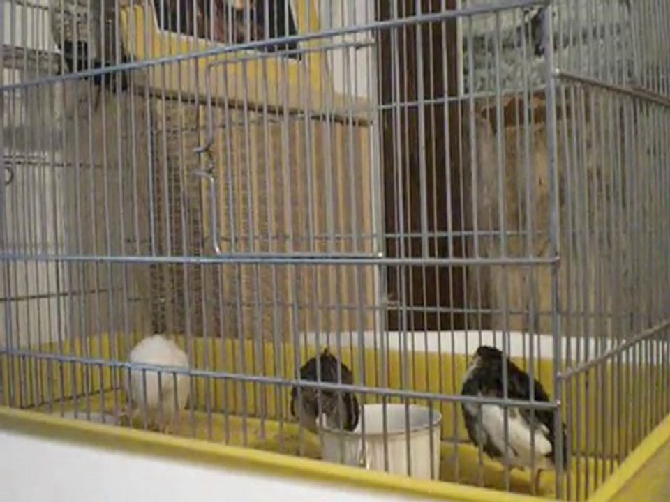 cailles