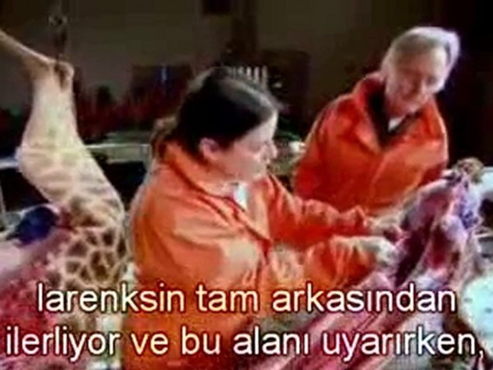 Richard Dawkins - Zürafadaki Evrimsel Hata