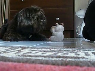 Clicker : toucher la peluche avec la patte