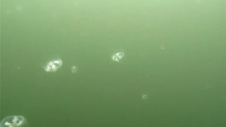 Le bal des méduses d'eau douce