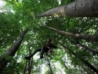 pendule d'arbre en arbre