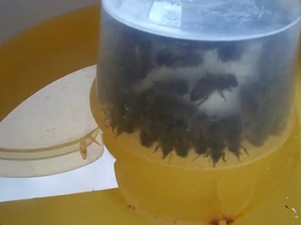 Complément de sucre pour l'hiver