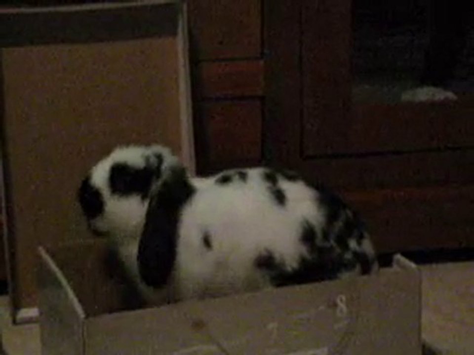 clochette et la mangeuse de carton