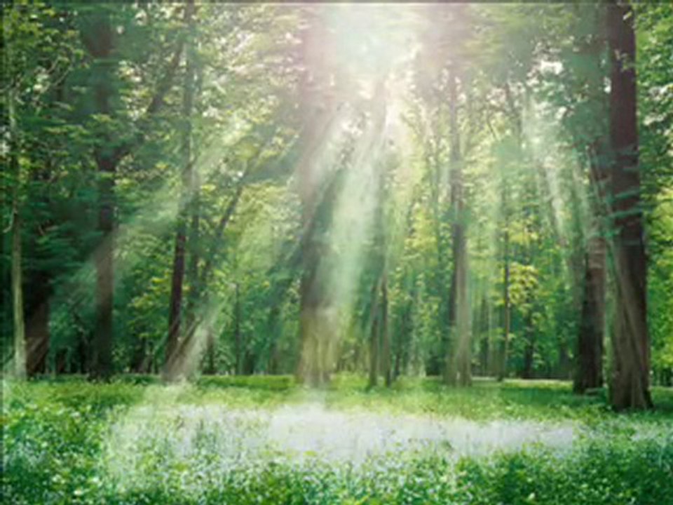 Forêt magique-Musique _ Mourioche---lilith arrangements et m