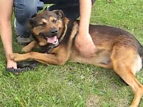 Brutus Adoptable à la SPA de Dunkerque