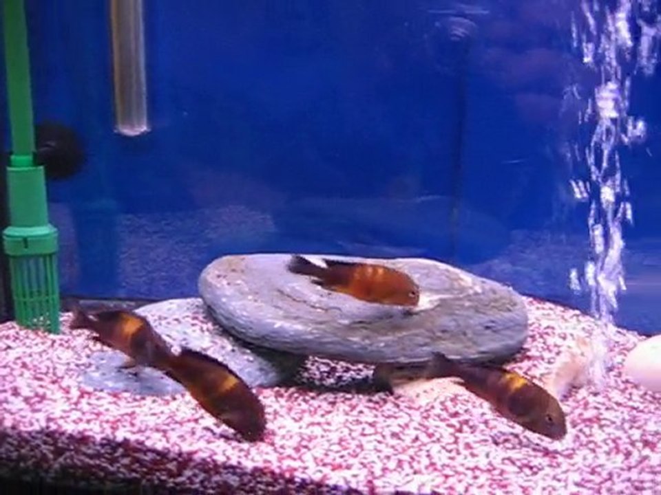 Tropheus sp. Black Bemba