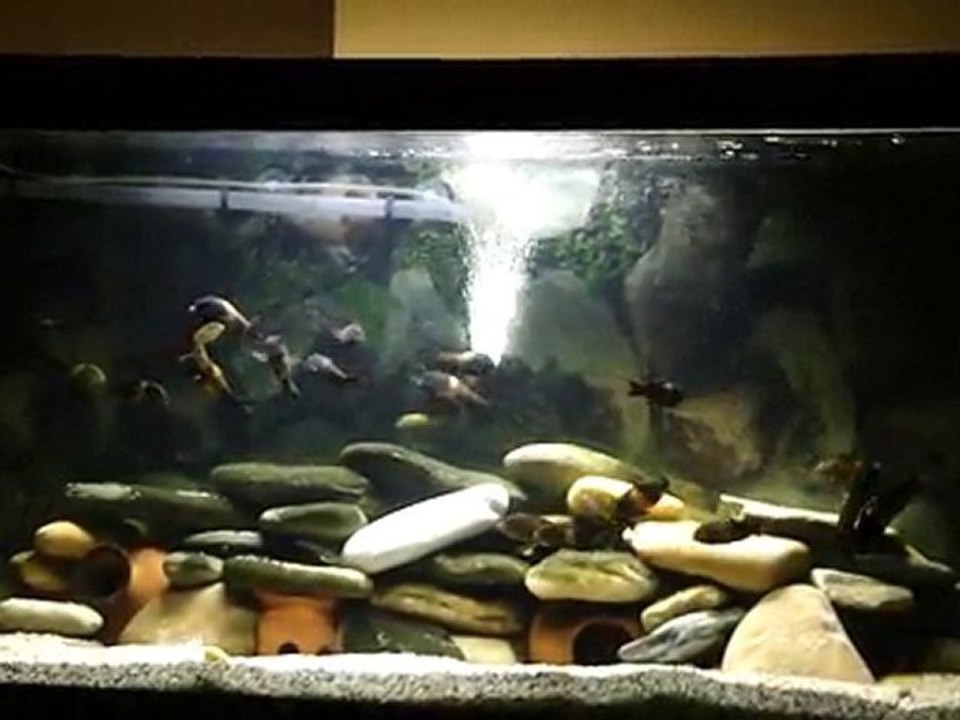 Tropheus sp. Black Bemba