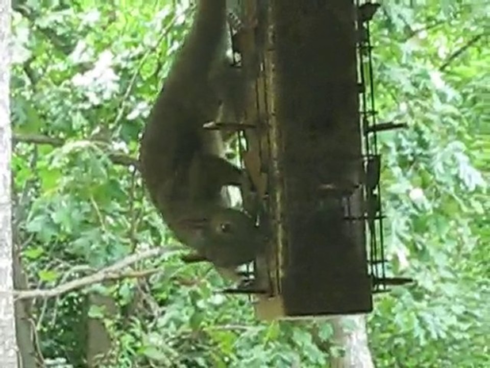 squirrel