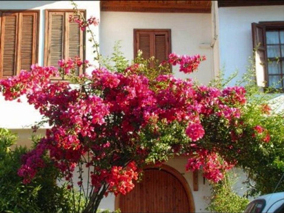 Oya Çiçeği & Akyaka