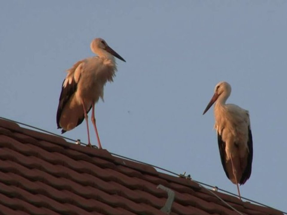 Quand passent les cigognes