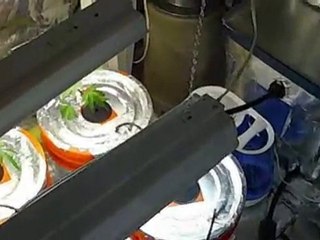 Motta-Tokka's RDWC 1200 Watt Grow Room