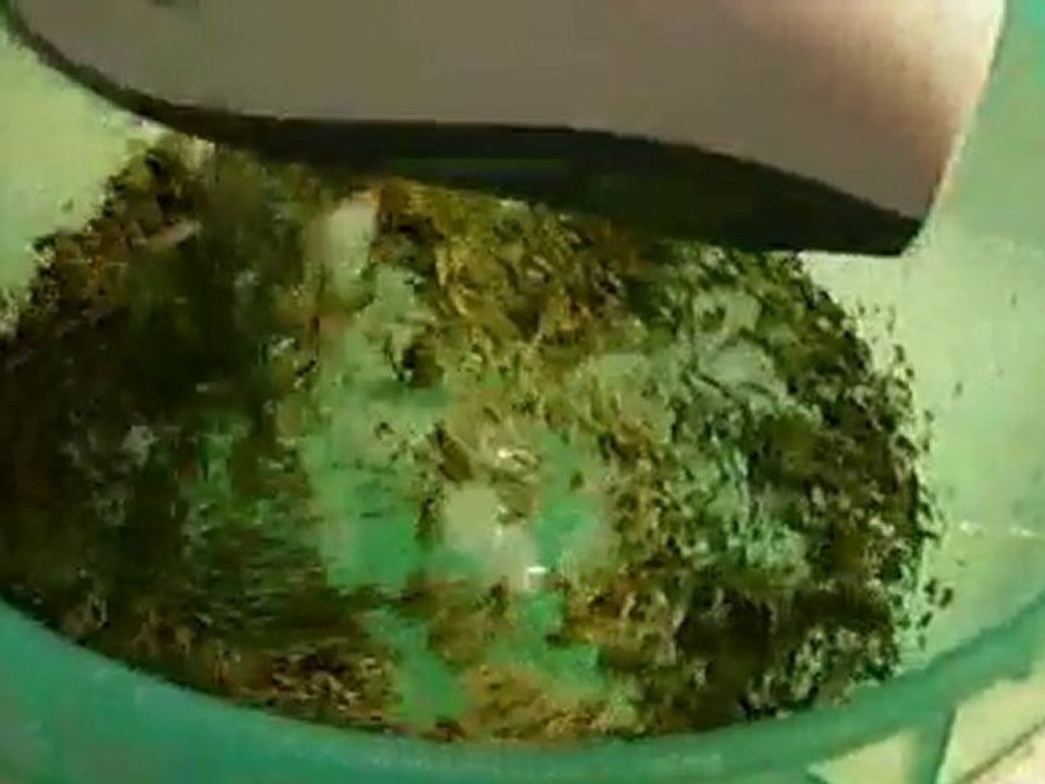 Making Bubble Hash, The Purps, OG Kush, Kiwi Skunk Part ...