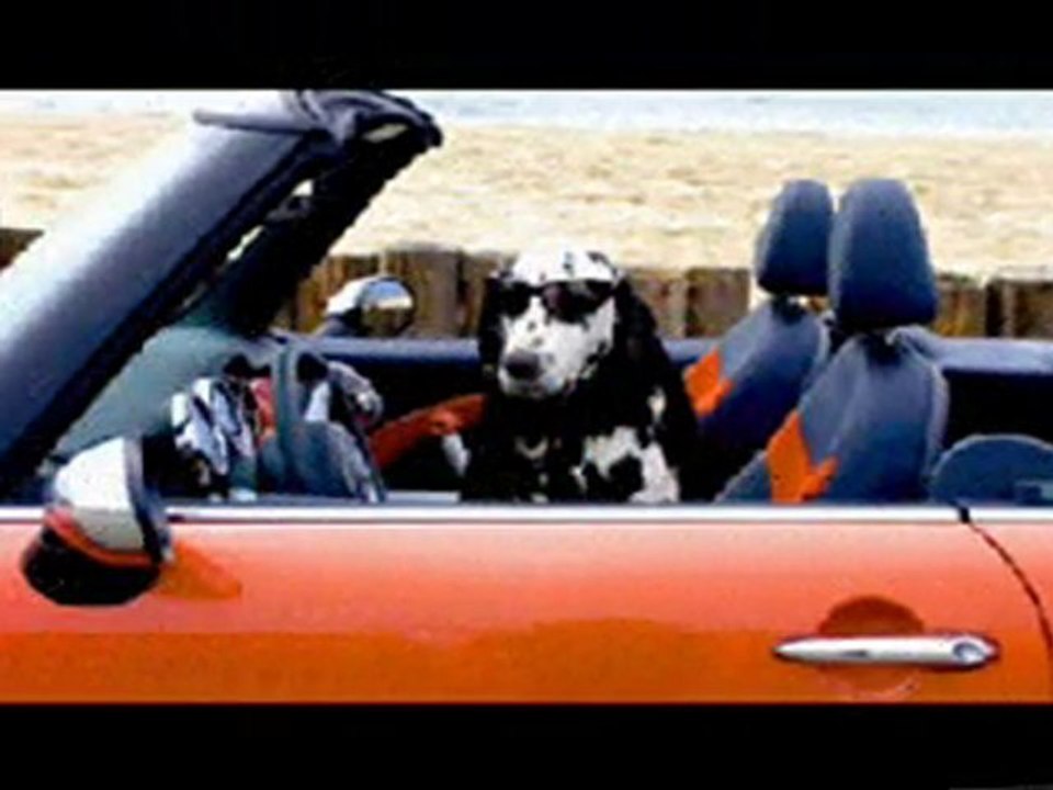 Dogs Driving A Car!!