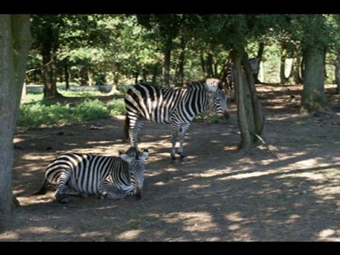 Safari peaugres (circuit voiture)