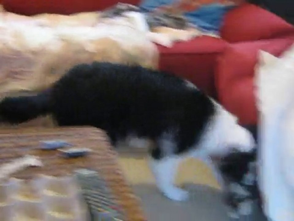 fourby aime sa peluche