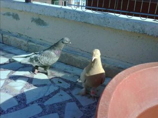 Taklacı Güvercinler