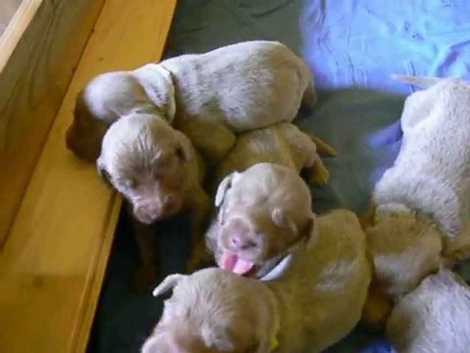 LES "TITIS" chiots Braque de Weimar Poil Long  2éme SEMAINE