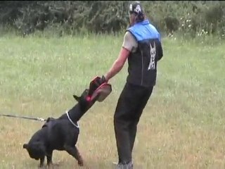 wirus wayan von jahrestal - protection1