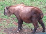 TAKIN (National animal of Bhutan)