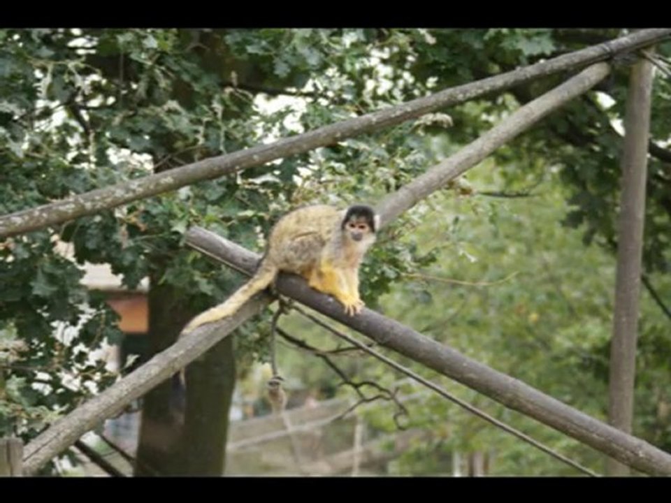 Safari peaugres (circuit pedestre)