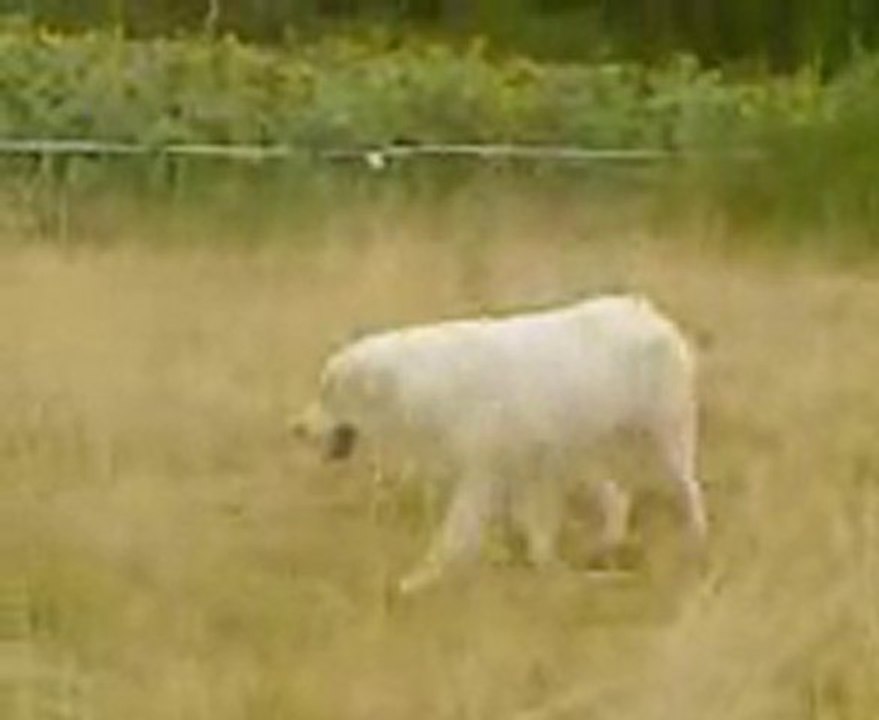 Chiot montagne des pyrénées de huit mois "enpoildours"