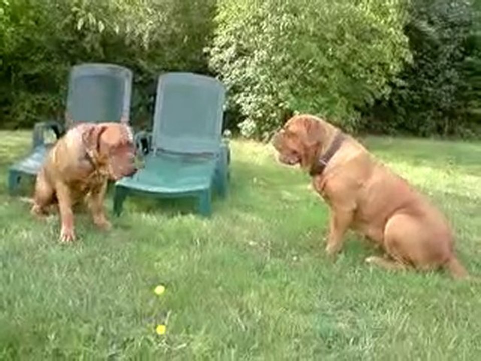 dogue_de_bordeaux_elmut_des_pas_de_tacite_et_alesia.6