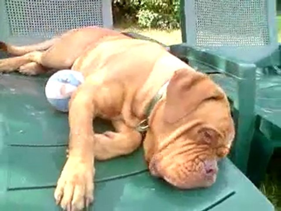 dogue_de_bordeaux_elmut_des_pas_de_tacite_et_alesia.7