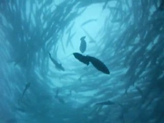 "Petit" banc de barracudas à Sipadan !!!