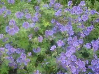 Sculptures et jardin-06.10