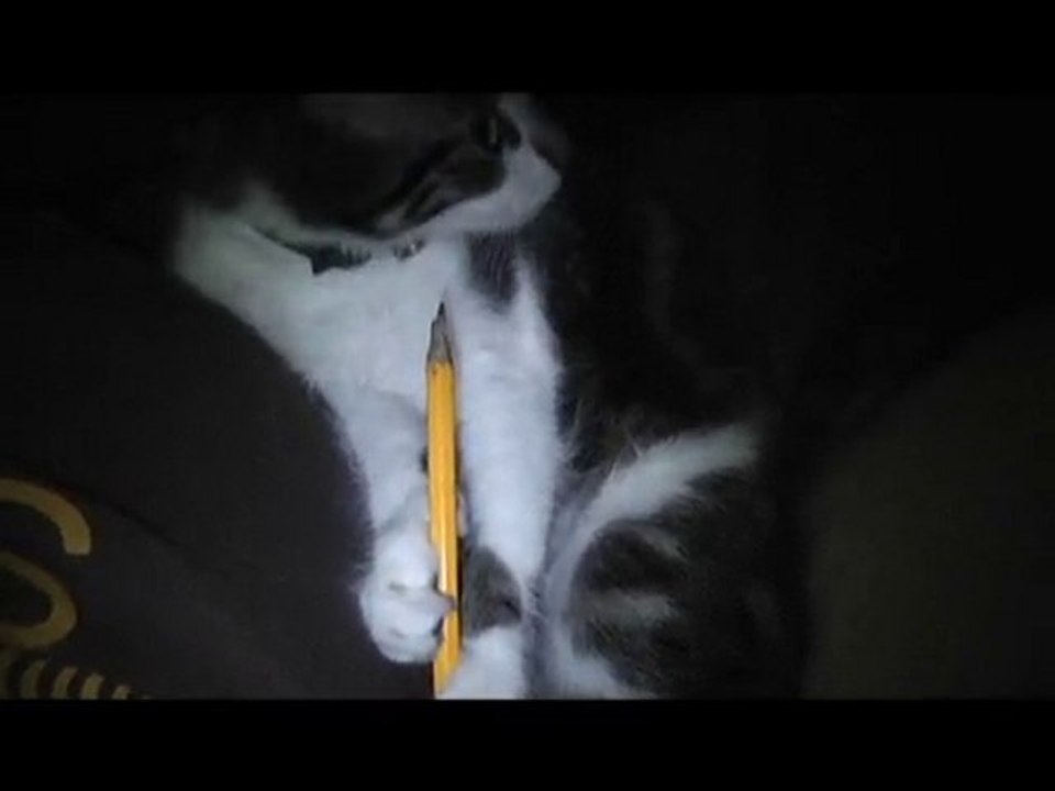 le chat taille crayon