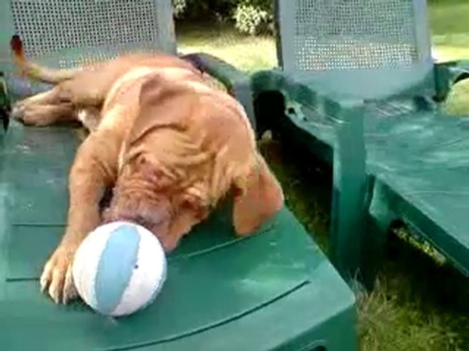 dogue_de_bordeaux_elmut_des_pas_de_tacite_et_alesia .8