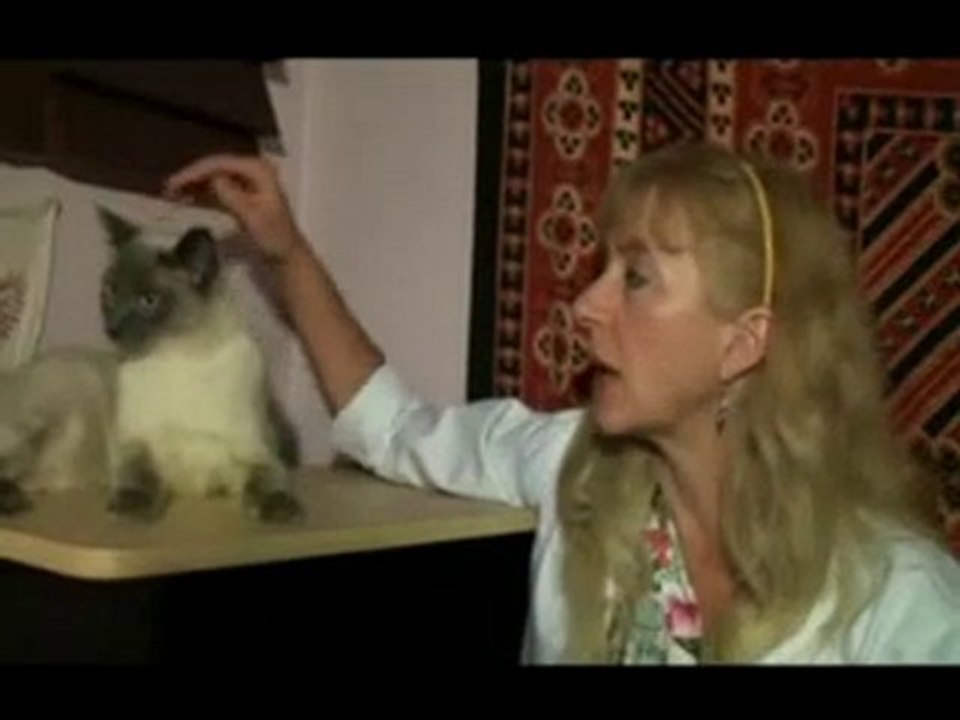 Having a New Kitty at Home