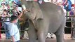 orphelinat des éléphants 3(sri lanka)