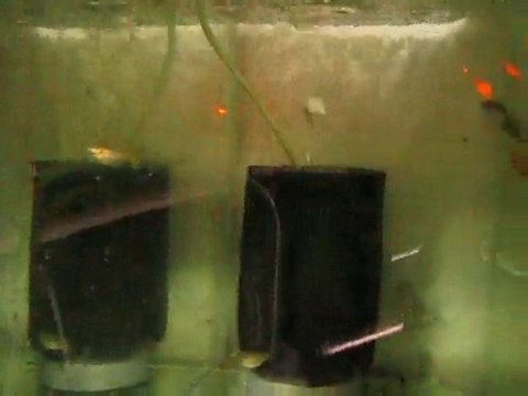 Medusa Guppy 1 Male, 3 Femal (Murat Urkmez)