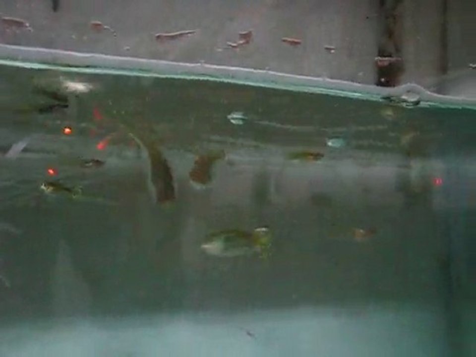 Medusa Swallow Guppy Tank (Murat Urkmez)