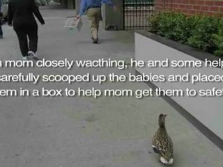 CUTE Baby Ducklings and a random act of kindness!