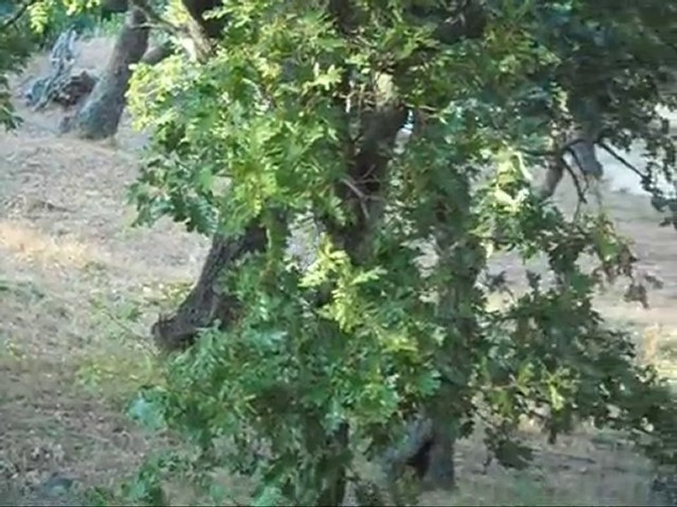airsoft corsica