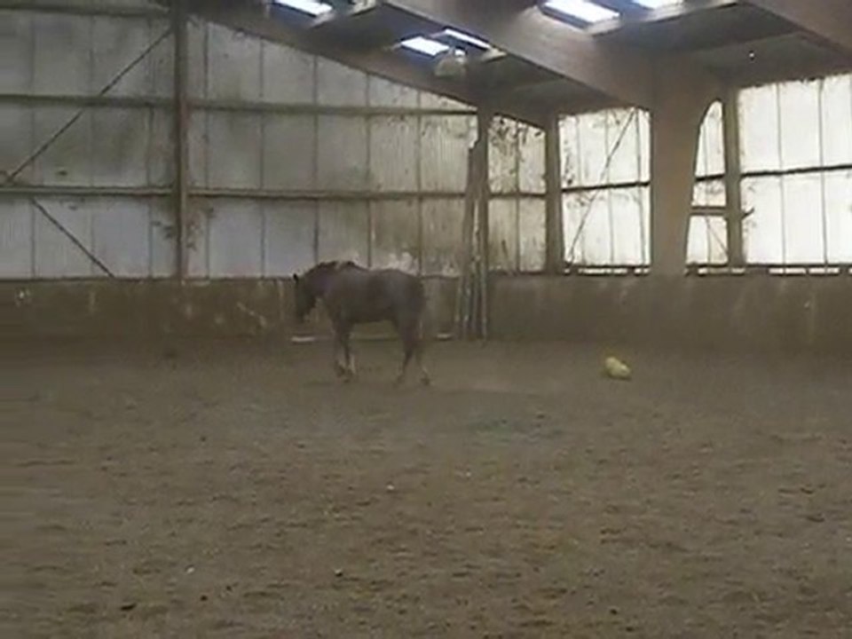 Harry dans le manège