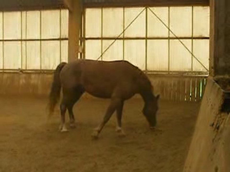 Harry dans le manège