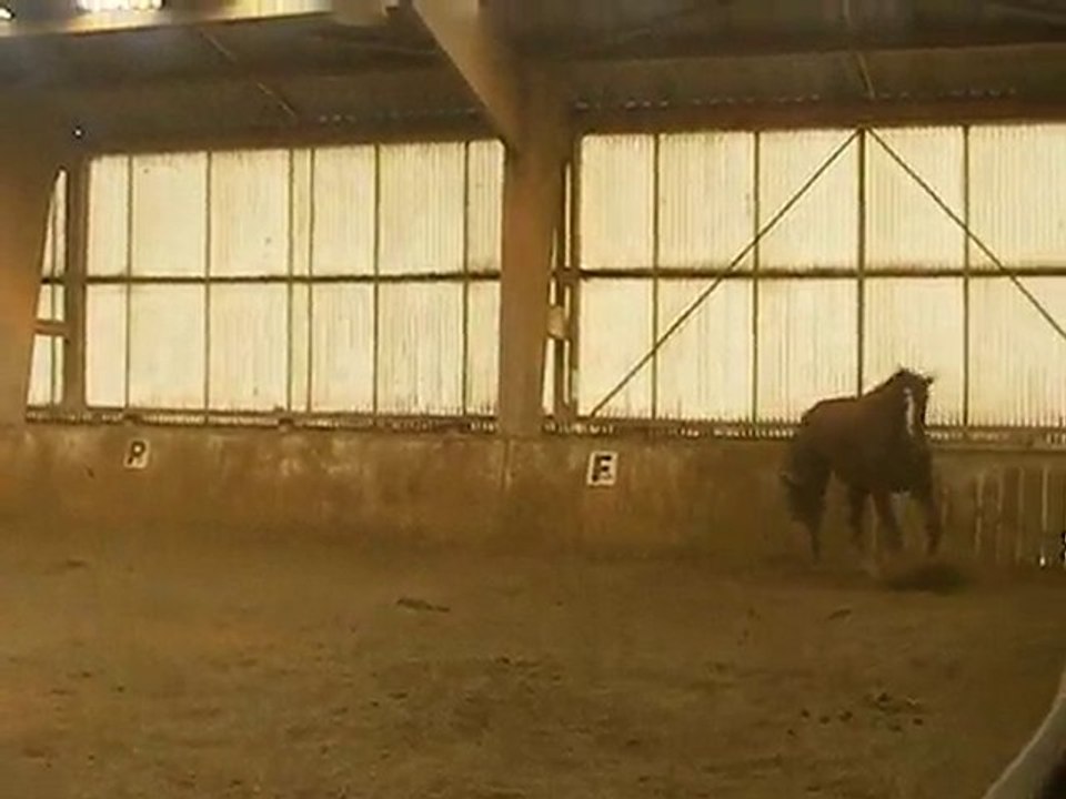 Harry dans le manège