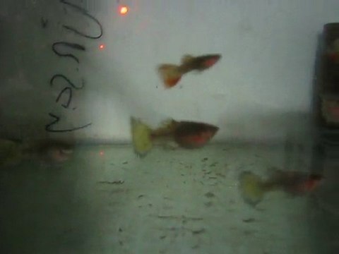 Medusa Guppy Tank Genç Erkek ve Anaçlar (Murat Urkmez)